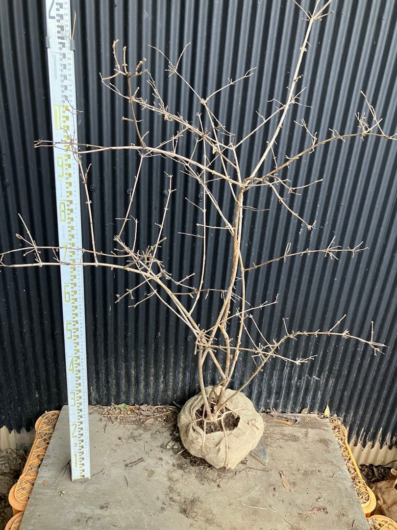 山採り　ウグイスカグラ