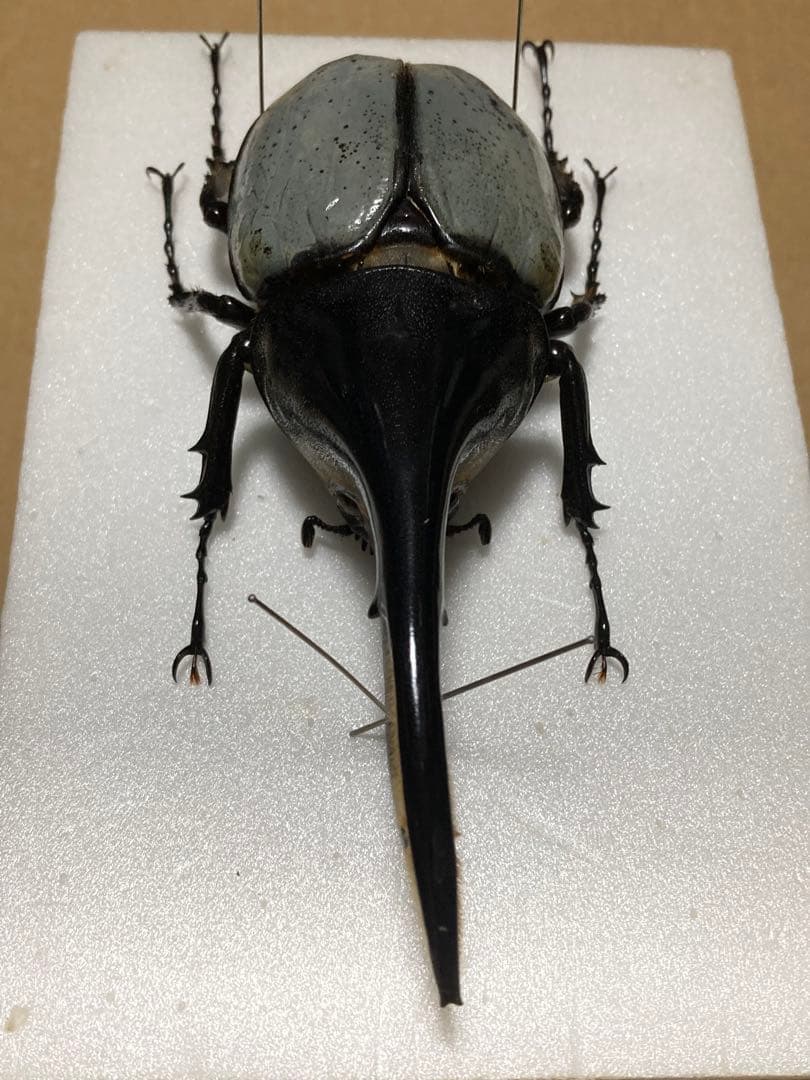 ヘラクレス・ヘラクレス　ブルー標本 週末限定価格‼️