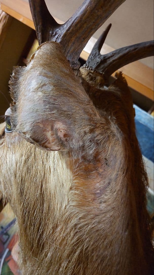 シカ 鹿 剥製 壁掛け ニホンジカ