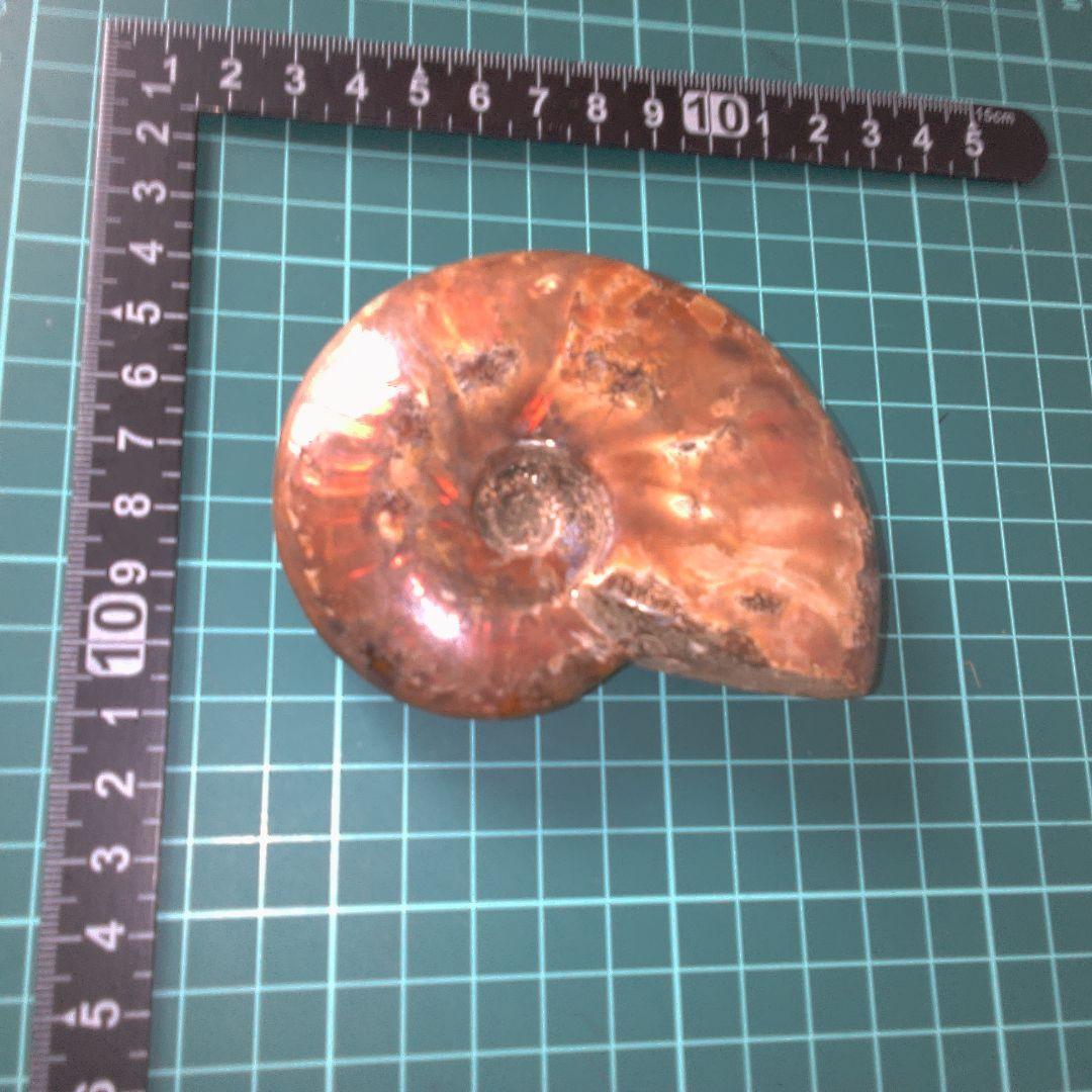 小物１ アンモナイト化石 光沢あり