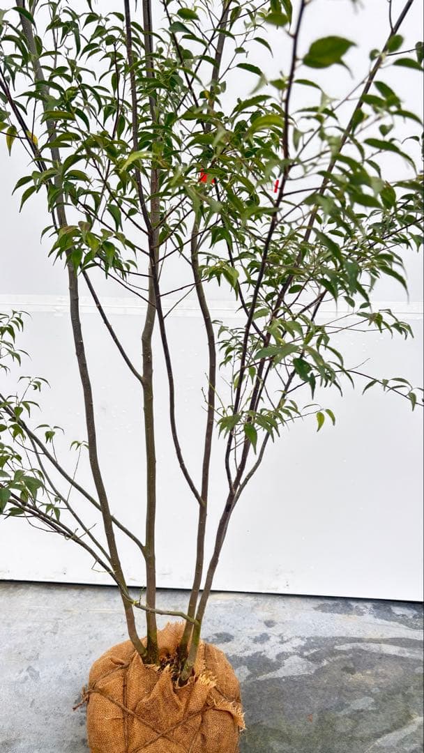 超特大サイズ 細く美しく繊細な樹形 ハイノキ 株立 716 樹高2.5m位