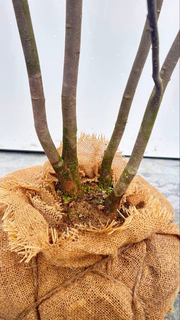 超特大サイズ 細く美しく繊細な樹形 ハイノキ 株立 716 樹高2.5m位