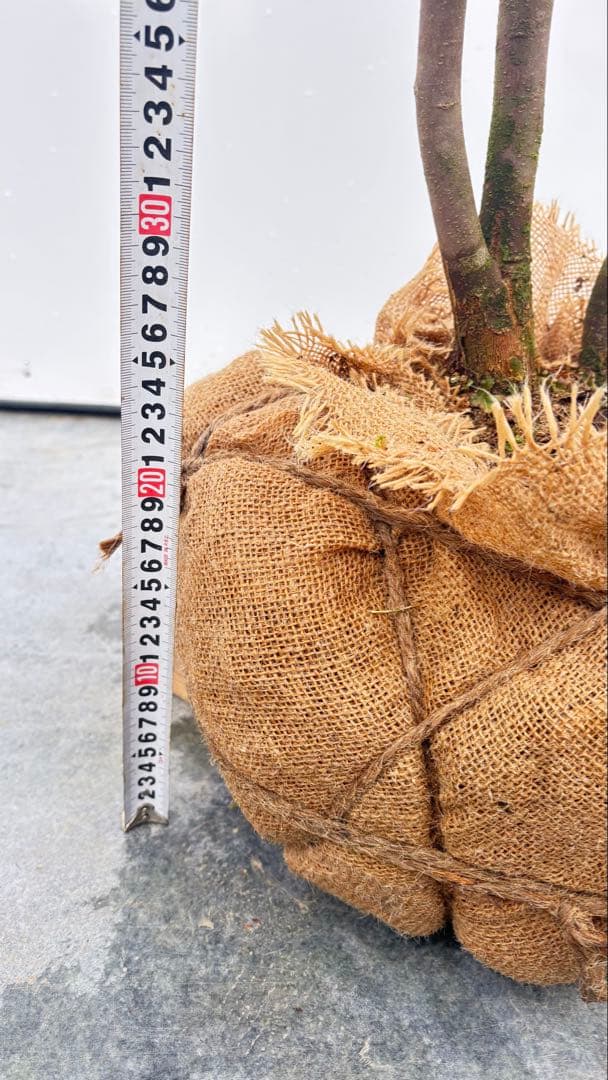 超特大サイズ 細く美しく繊細な樹形 ハイノキ 株立 716 樹高2.5m位