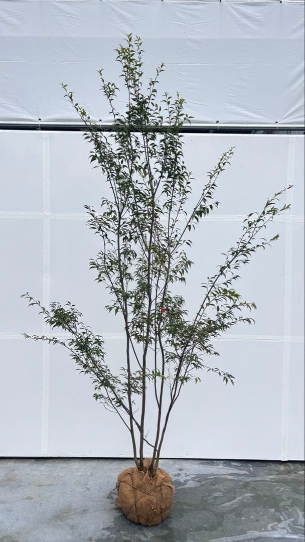 超特大サイズ 細く美しく繊細な樹形 ハイノキ 株立 716 樹高2.5m位