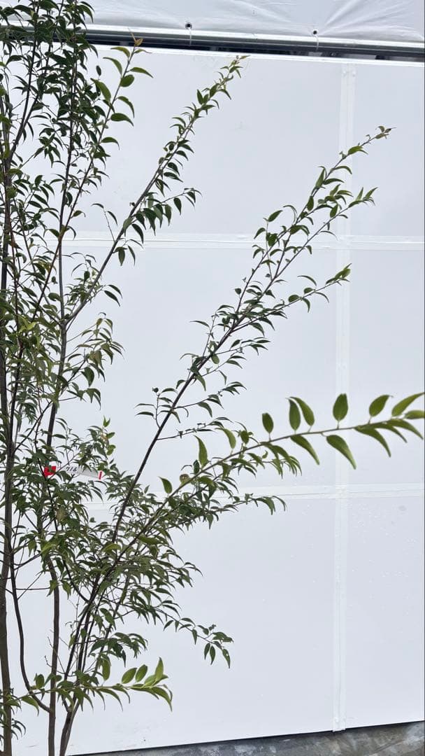 超特大サイズ 細く美しく繊細な樹形 ハイノキ 株立 716 樹高2.5m位