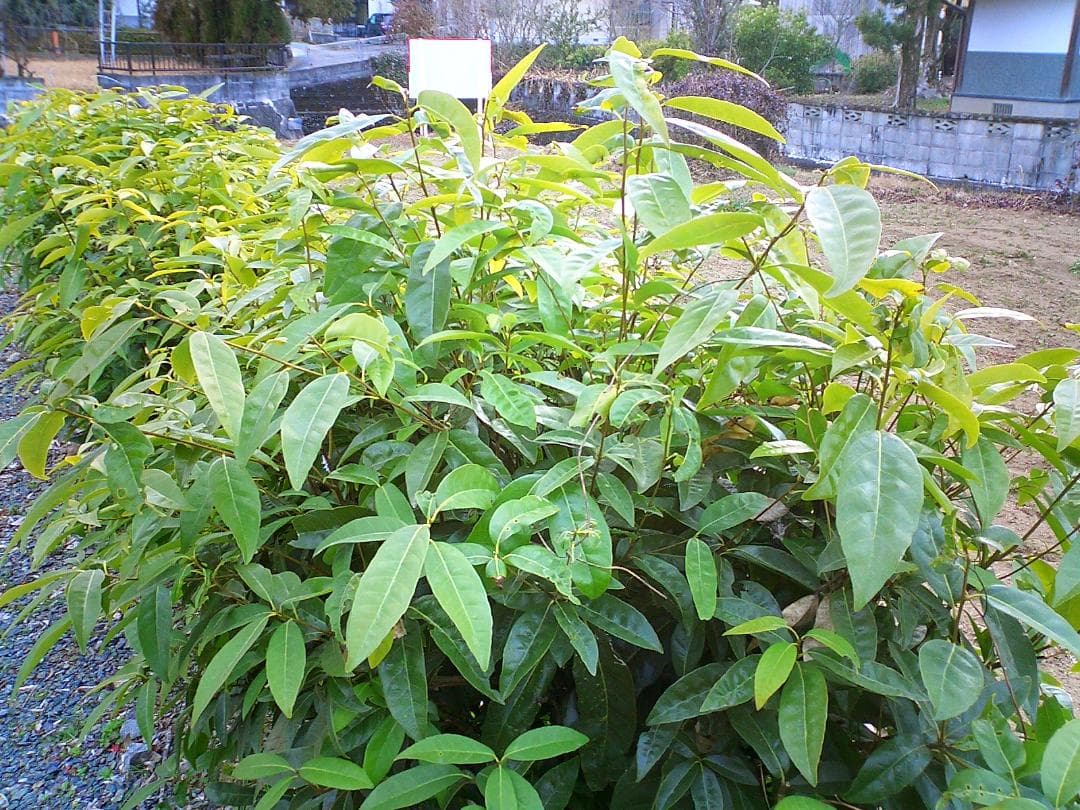 CASIO カシオ EXILIM EX-S20 コンデジ デジカメ 超軽量97g