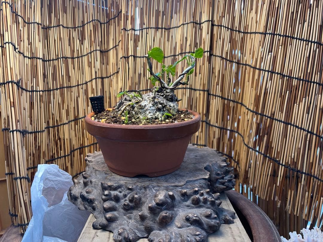 ✨✨✨オキナワイボオオハマボウ【◎良品素材】検/ハート葉happy♪セール♪