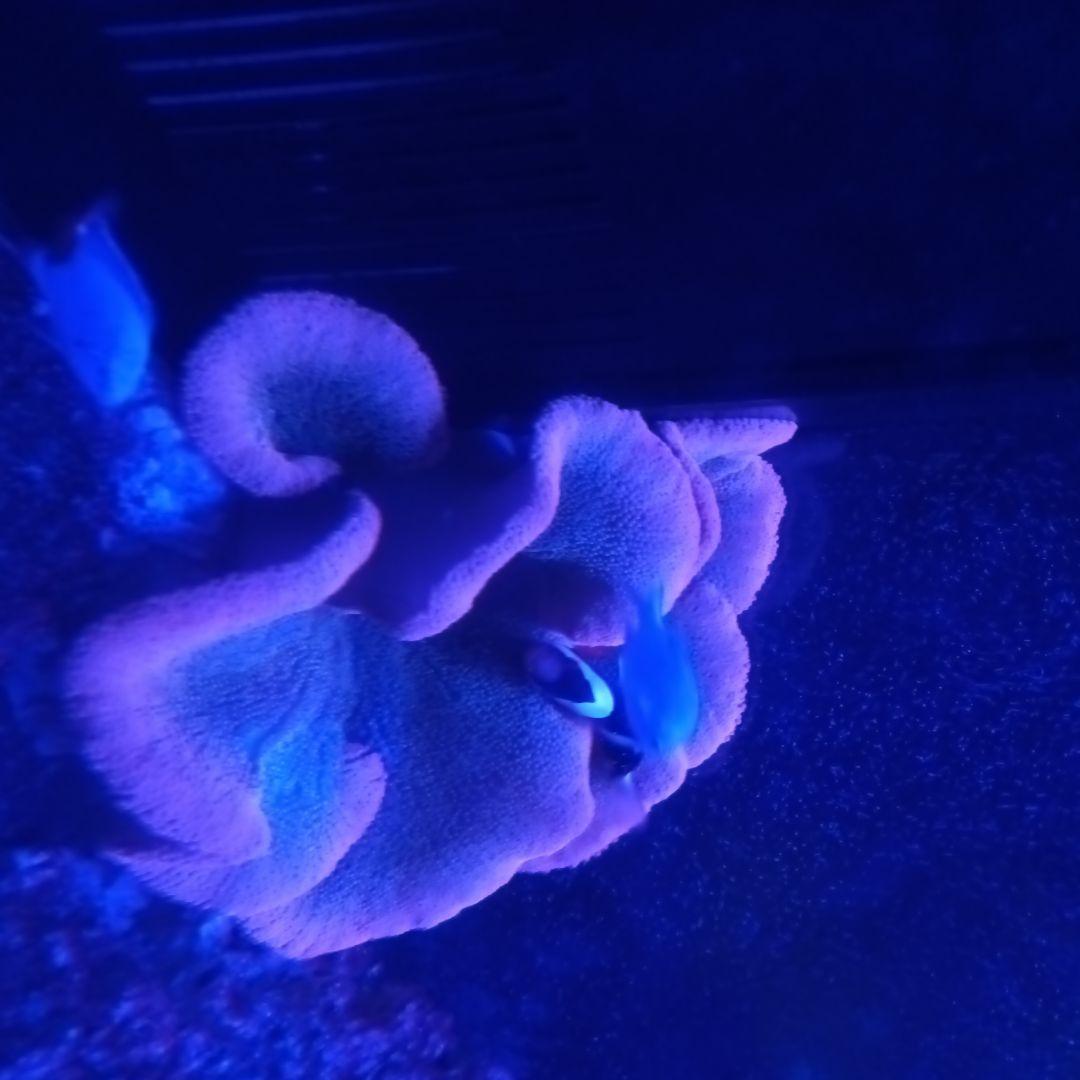 イボハタゴスーパーレッド