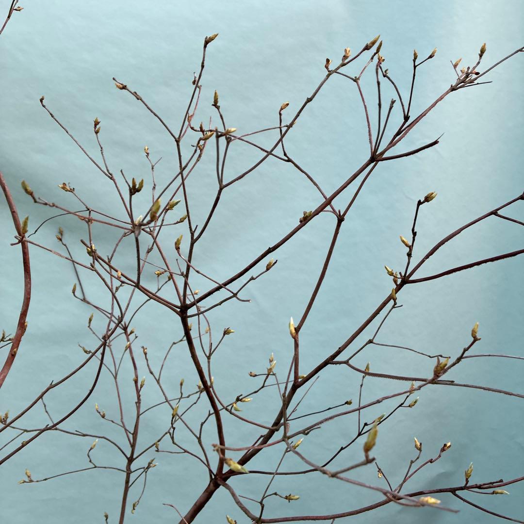 ミツバツツジ　人気の山採り風