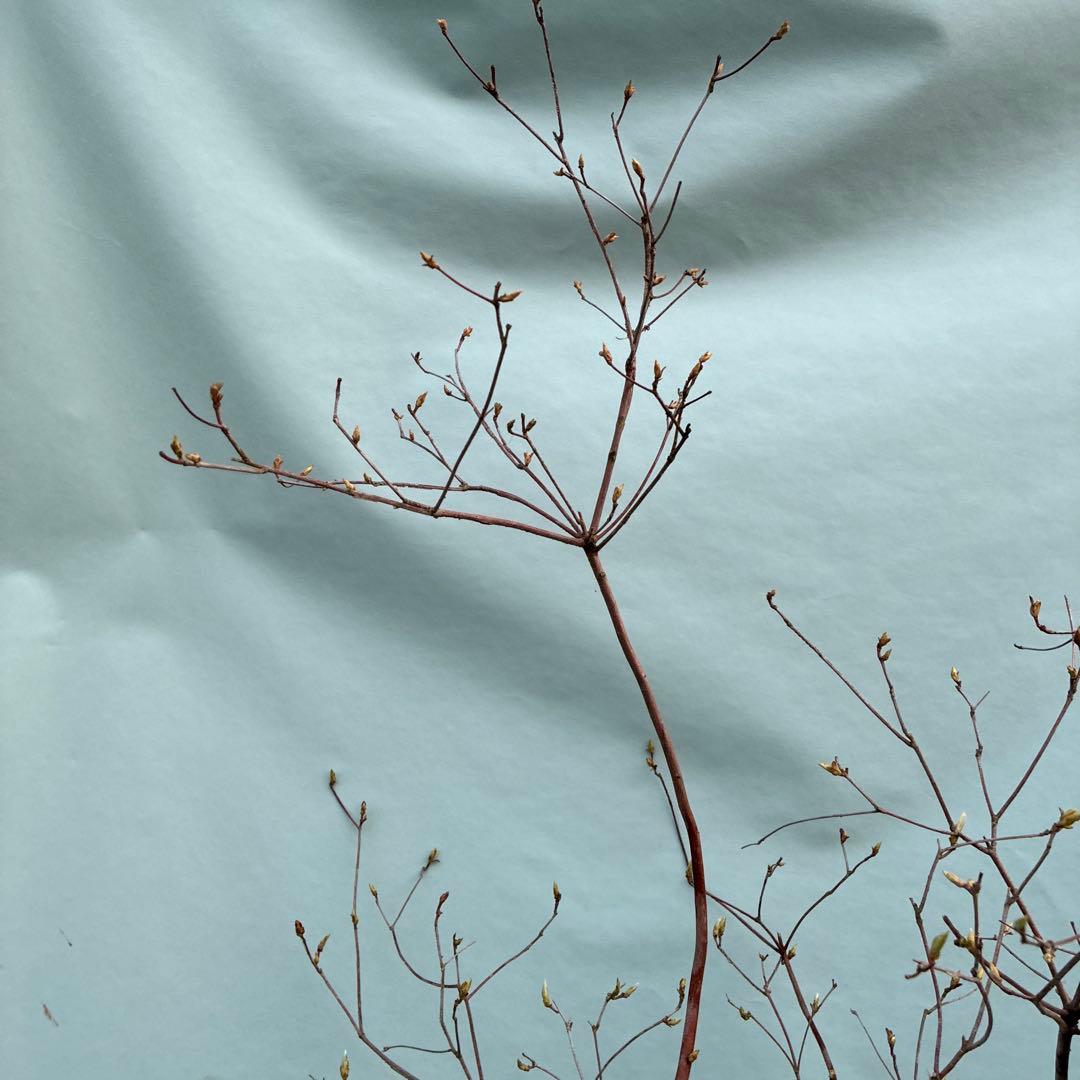 ミツバツツジ　人気の山採り風