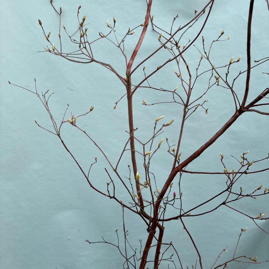 ミツバツツジ　人気の山採り風