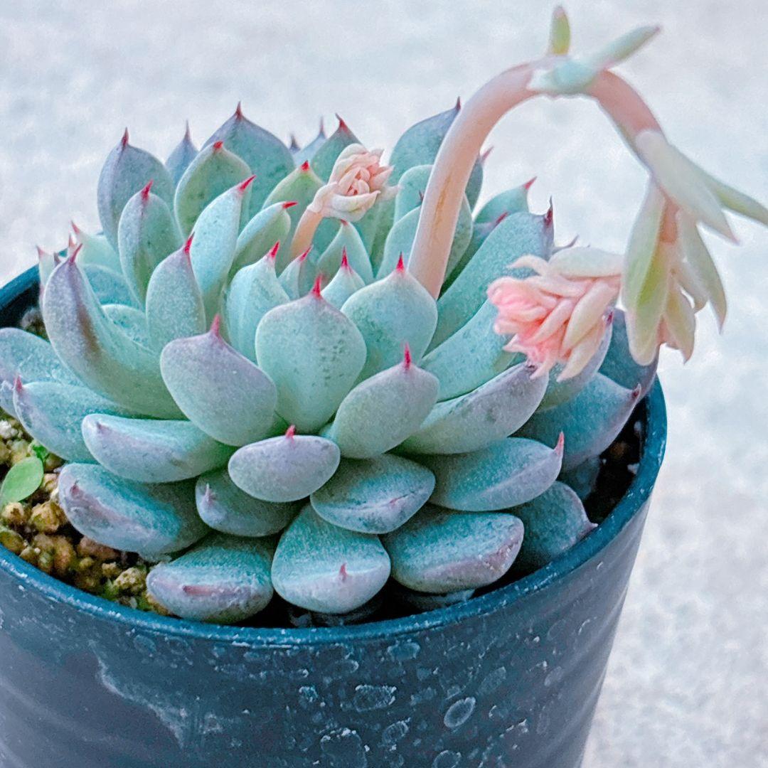 ザラゴーサSPノバ