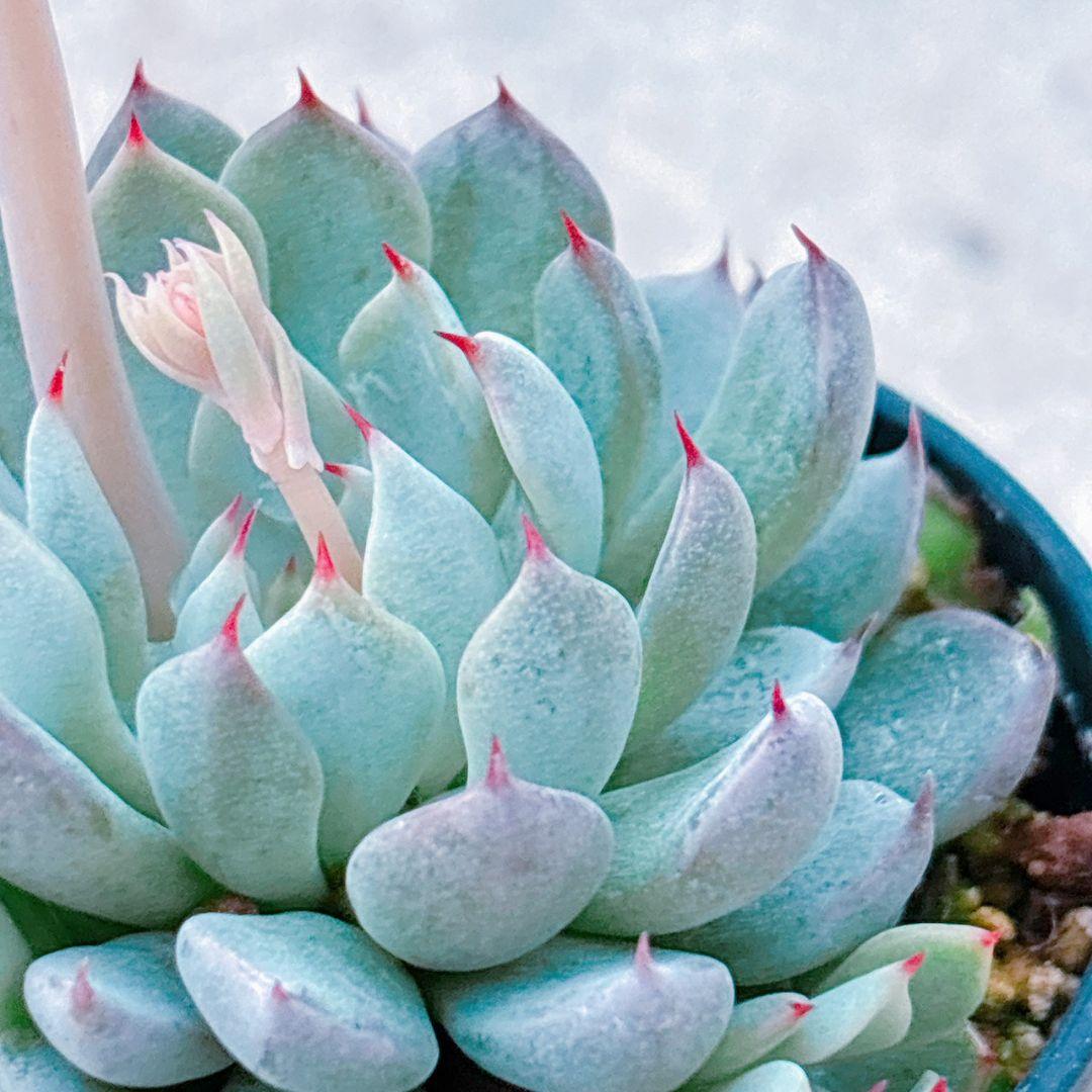 ザラゴーサSPノバ