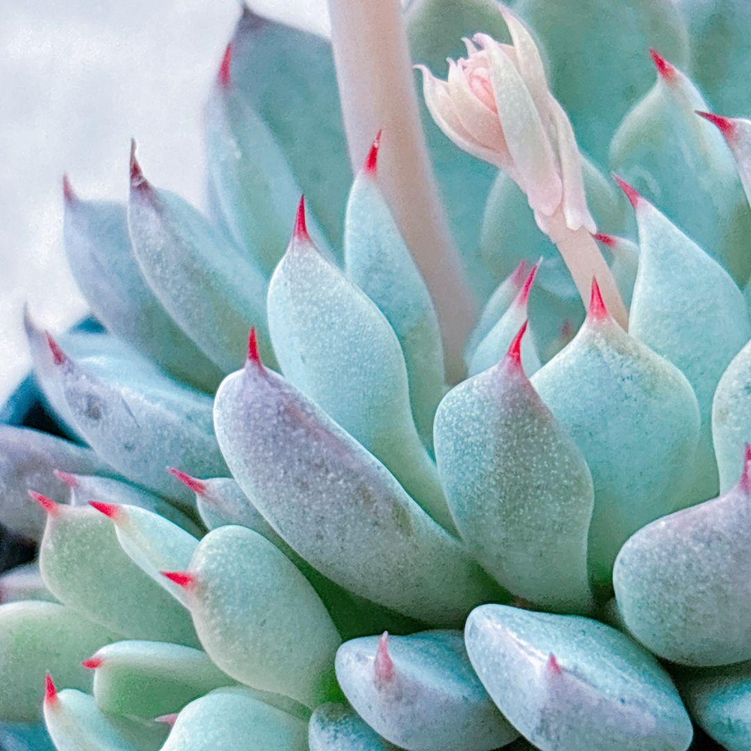 ザラゴーサSPノバ