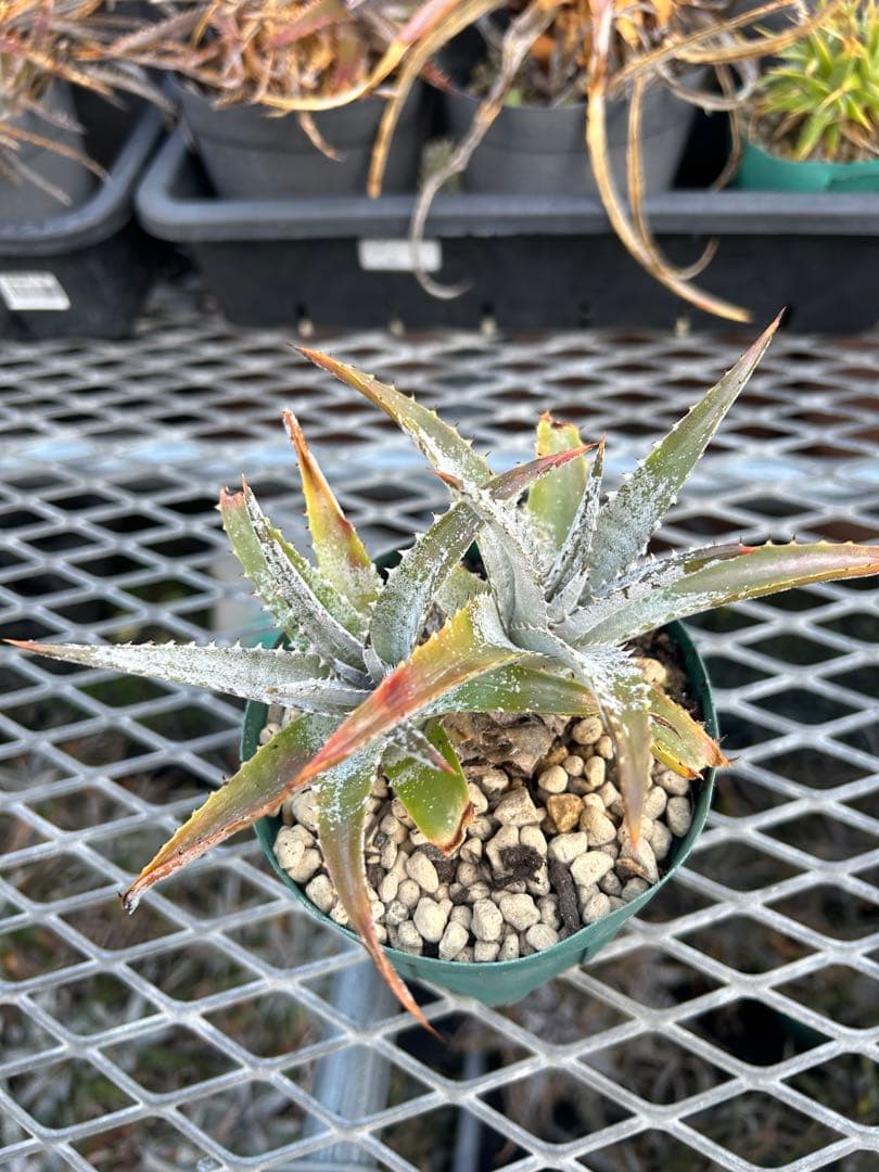 DBディッキア Dyckia Bill Baker hybrid #133 ⑵
