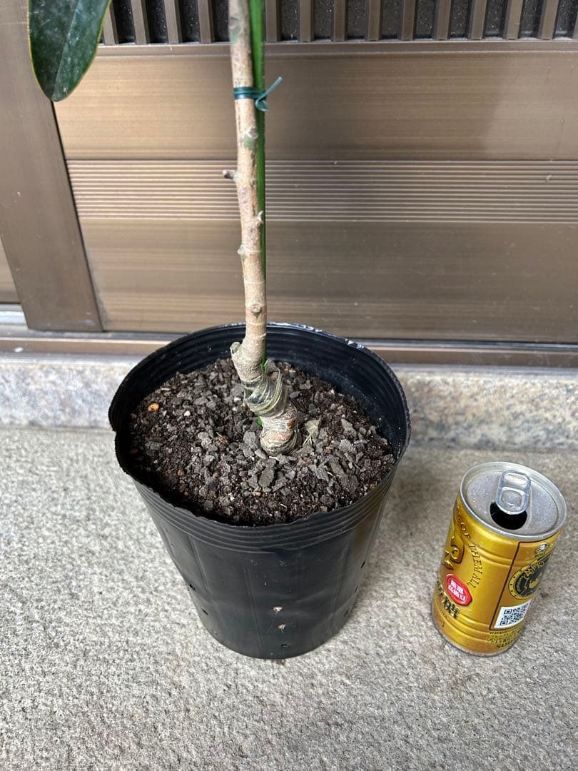 今人気　常緑タイサンボク　リトルジェム 接木株