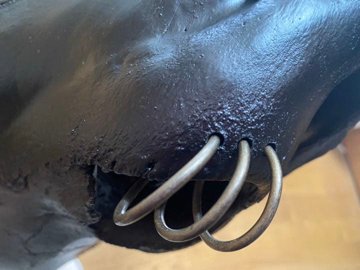 テキサスロングホーン