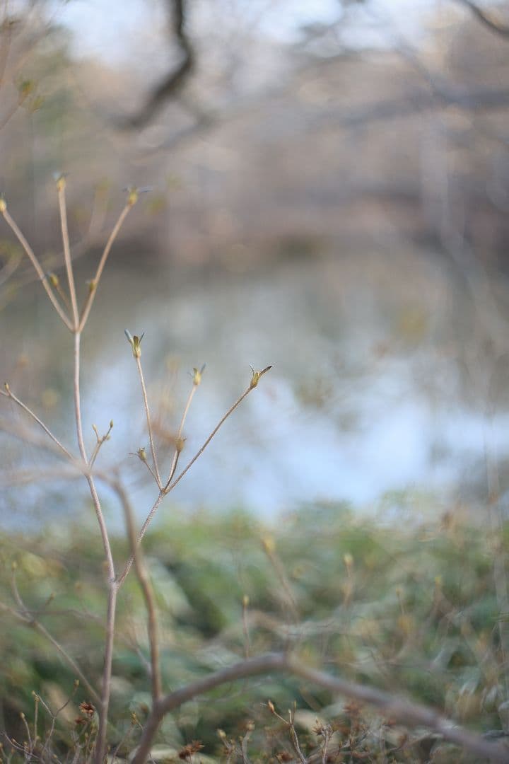 HELIOS-44 58mm F2 silver《MMZ製》【光学美品】