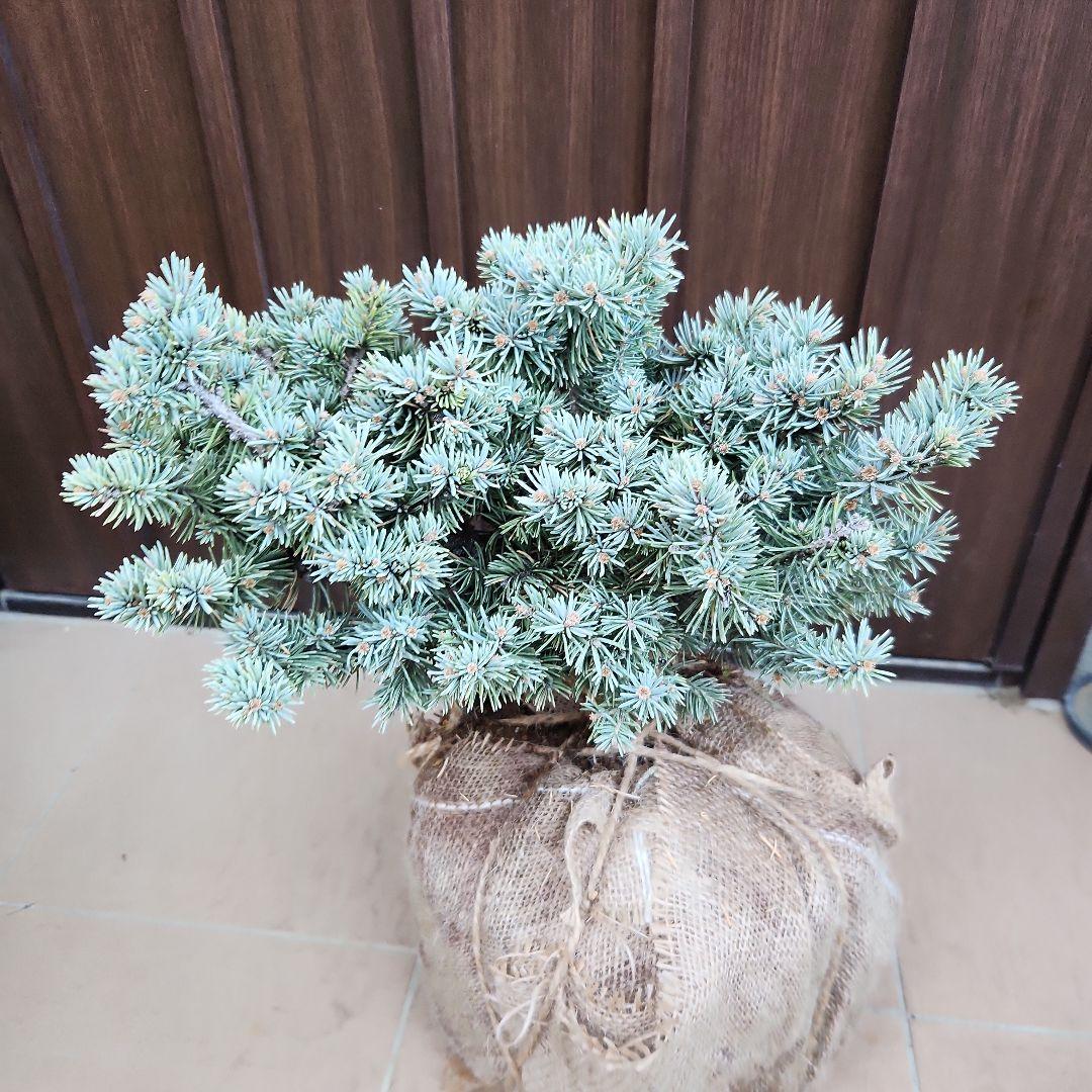 プンゲンストウヒ　グラウカグロボーサ　根巻き　苗木　レア品種