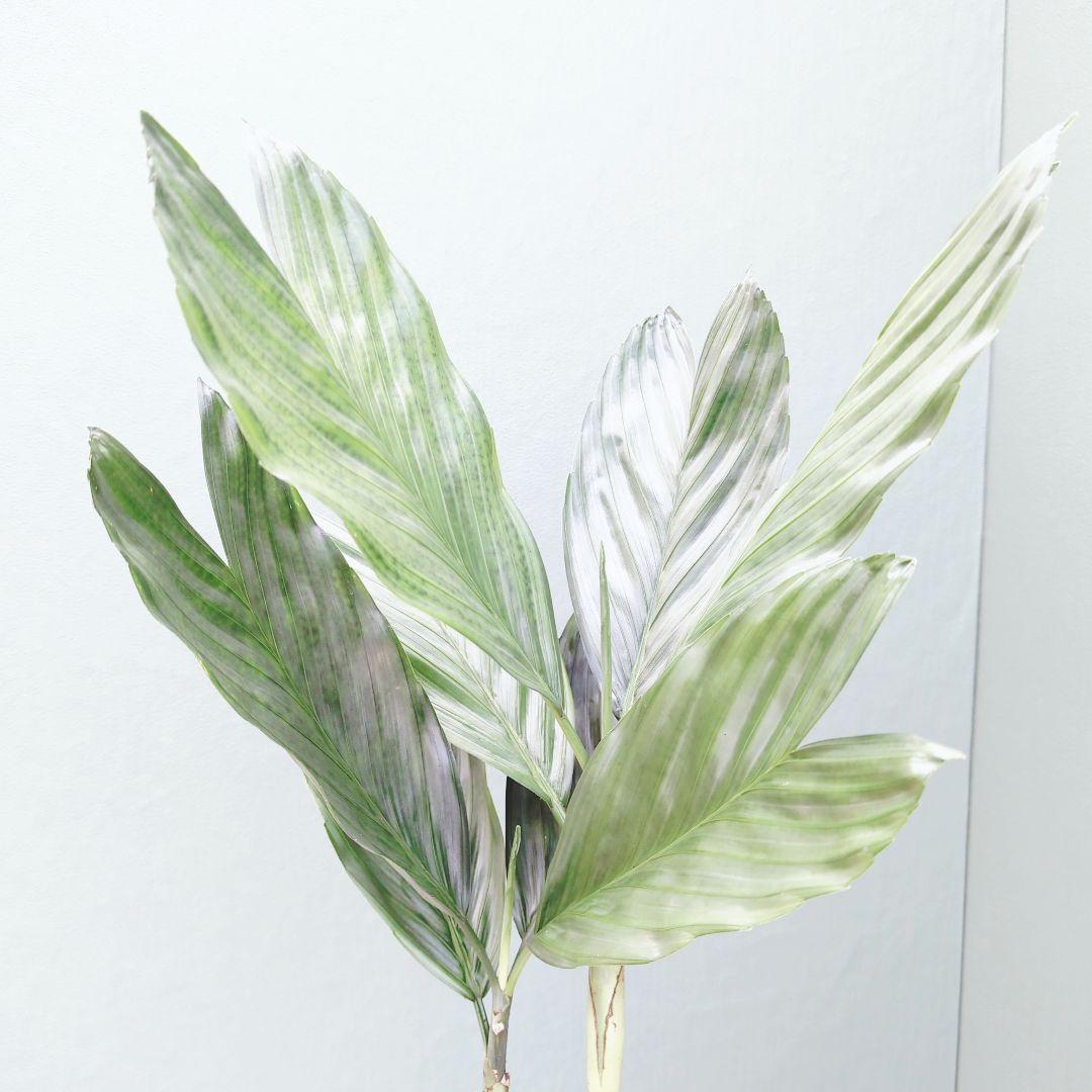 ヤシ科 希少 (現品) チャメドレア テネラ モダンインテリア