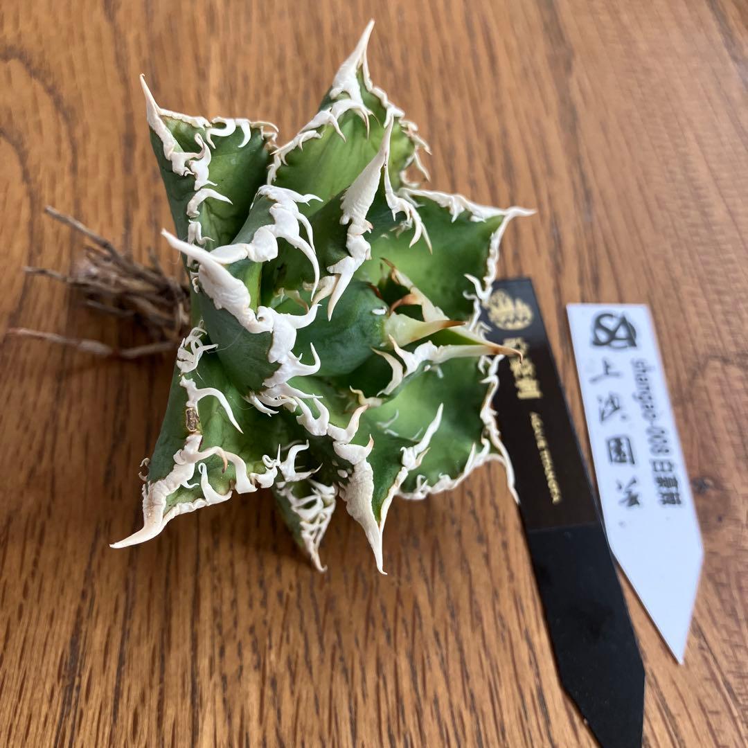 【速達】③特選　サイズ大　子株付き　アガべ　チタノタ　白豪刺　太棘