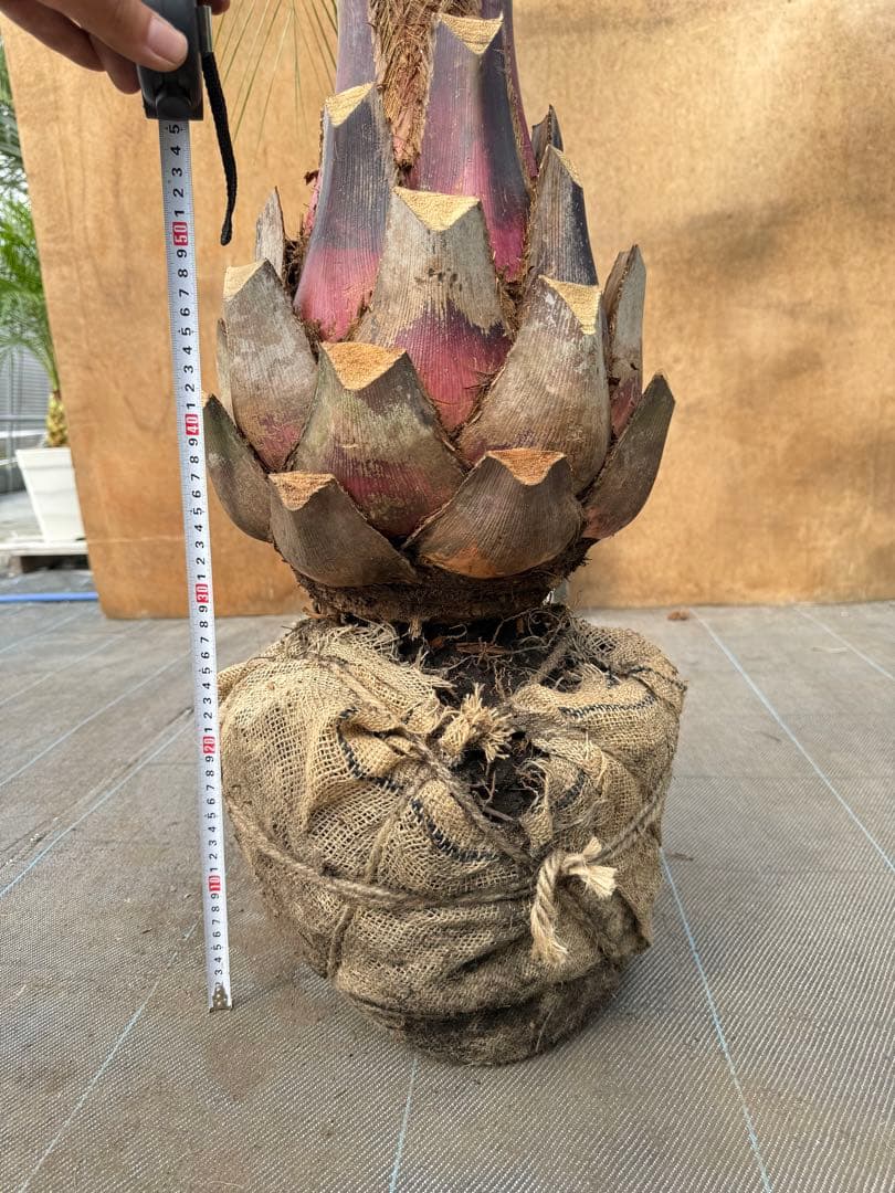 ココスヤシシルバーリーフ【極太】葉先160cm幹回り90cm 幹高40cm