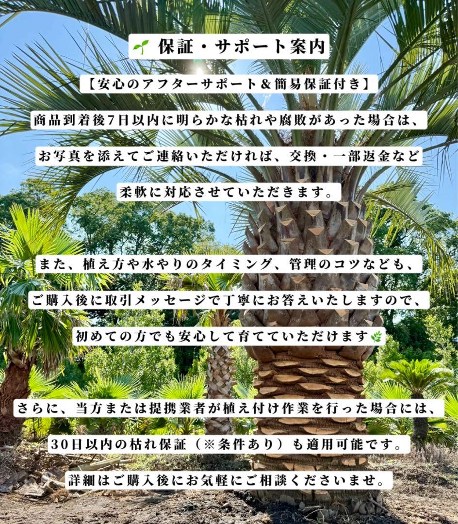 ココスヤシシルバーリーフ【極太】葉先160cm幹回り90cm 幹高40cm