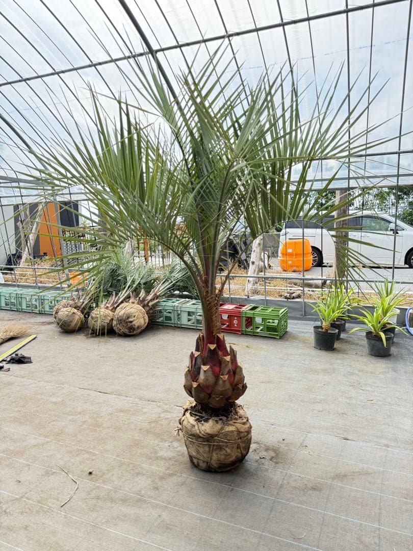 ココスヤシシルバーリーフ【極太】葉先160cm幹回り90cm 幹高40cm