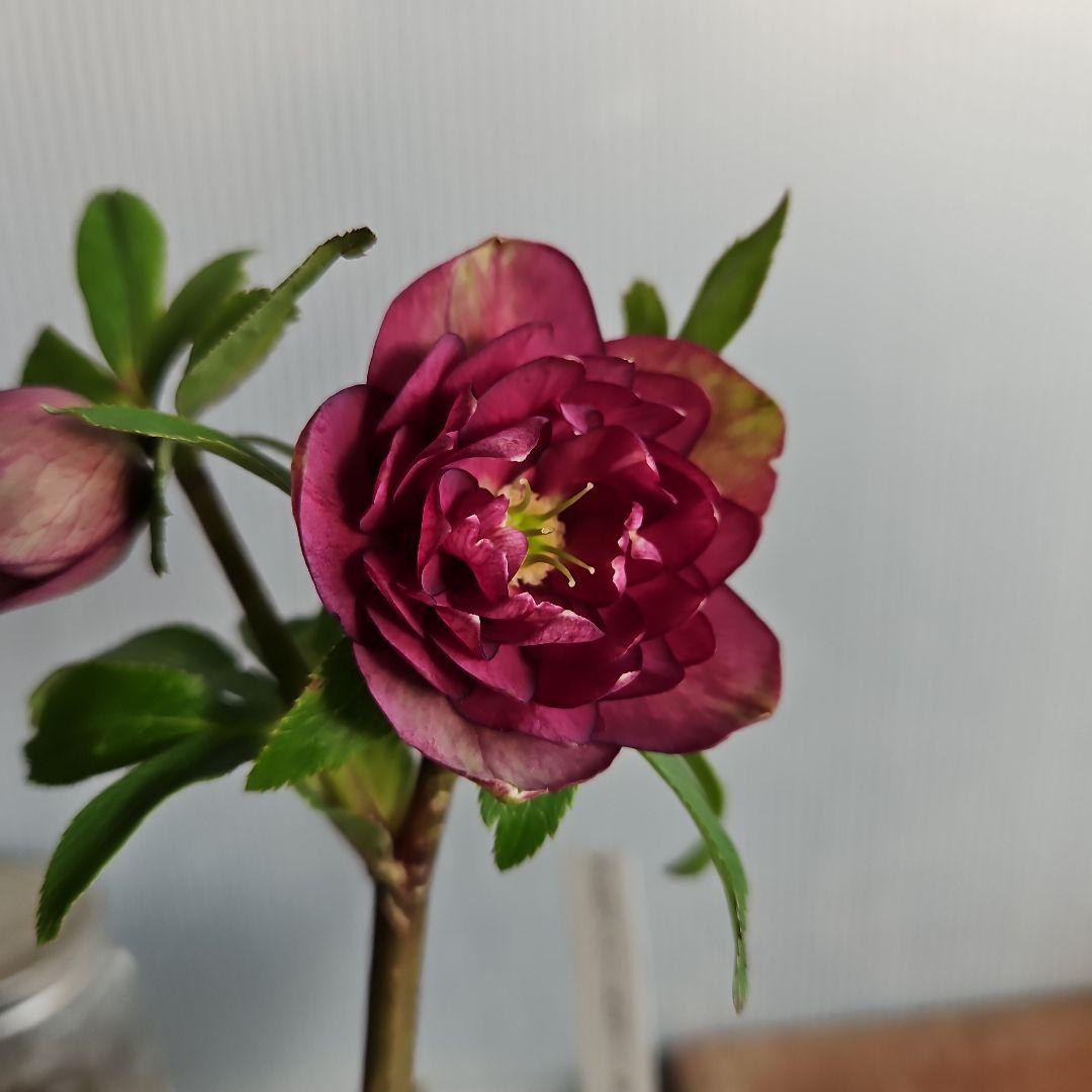 ✿㉖-91クリスマスローズ