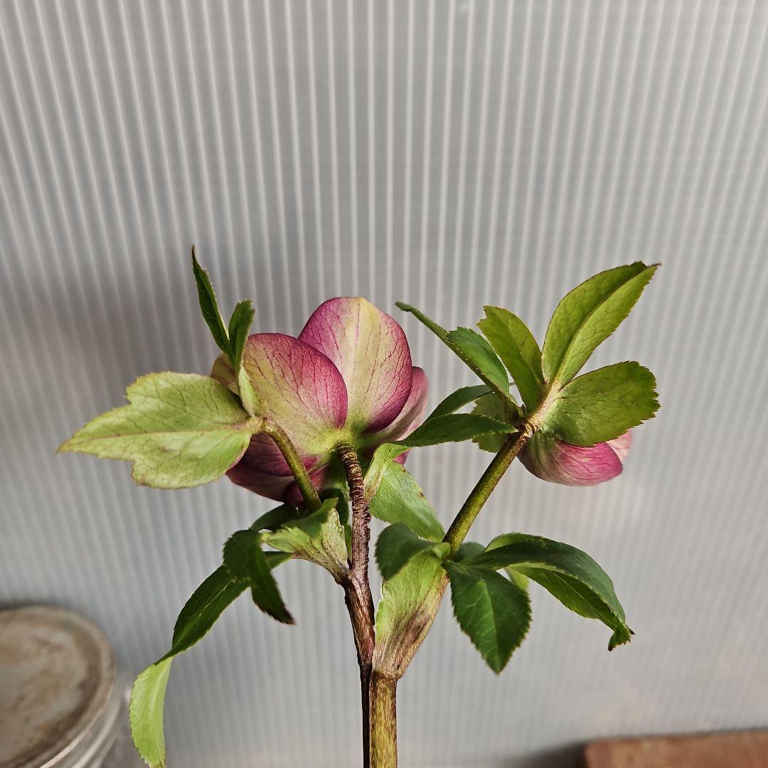 ✿㉖-91クリスマスローズ