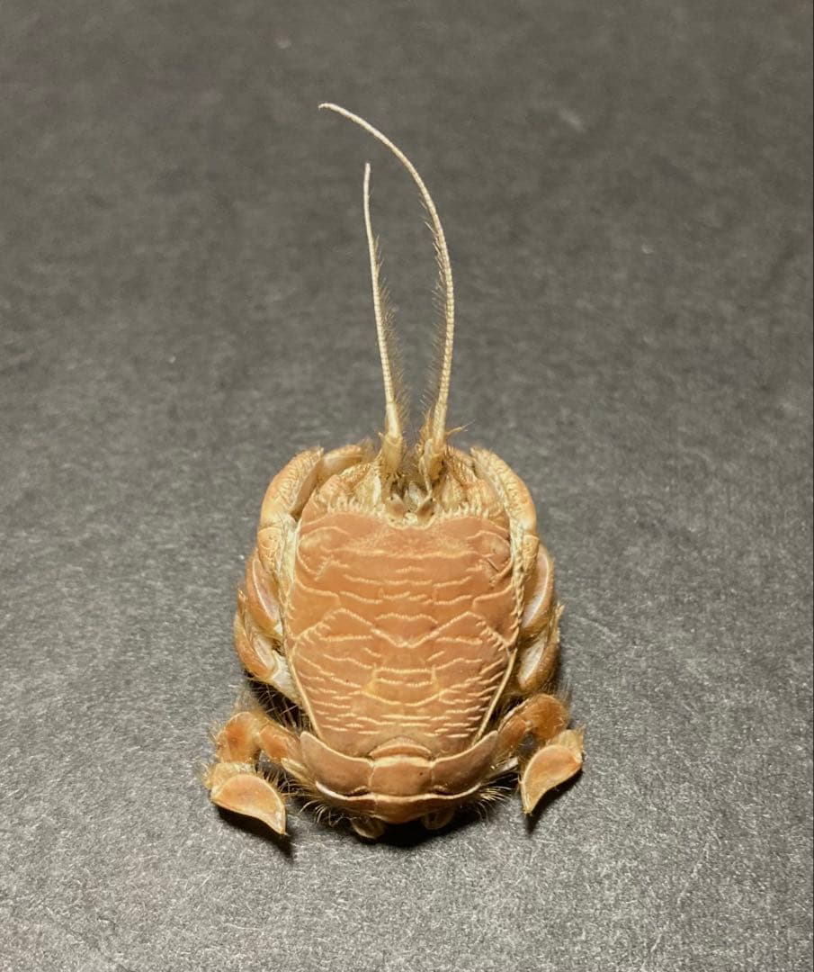 クダヒゲガニ 標本 約5cm カニ　乾燥標本　甲殻類