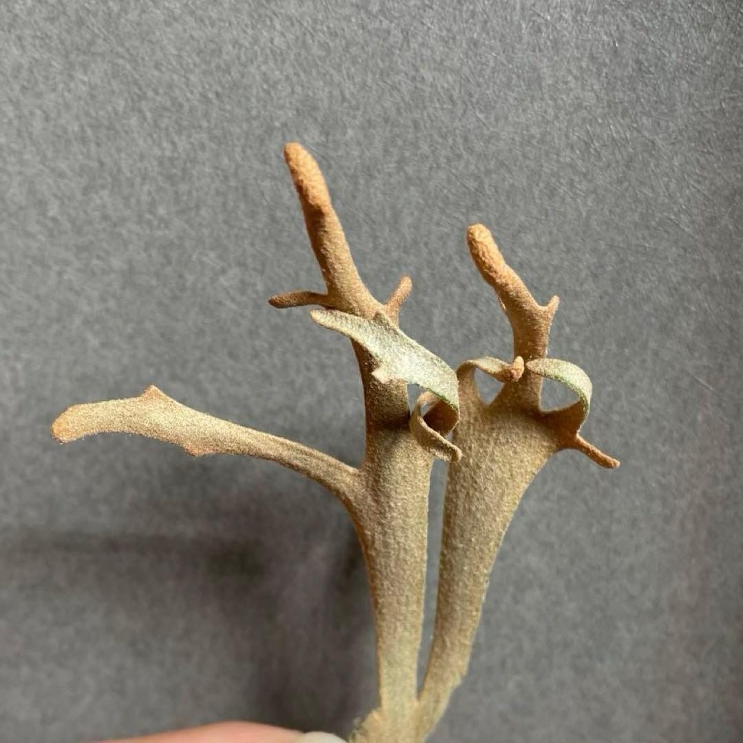 ④ yellow moon dwarf sporeling 胞子 ビカクシダ