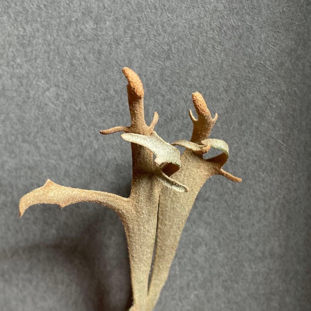 ④ yellow moon dwarf sporeling 胞子 ビカクシダ