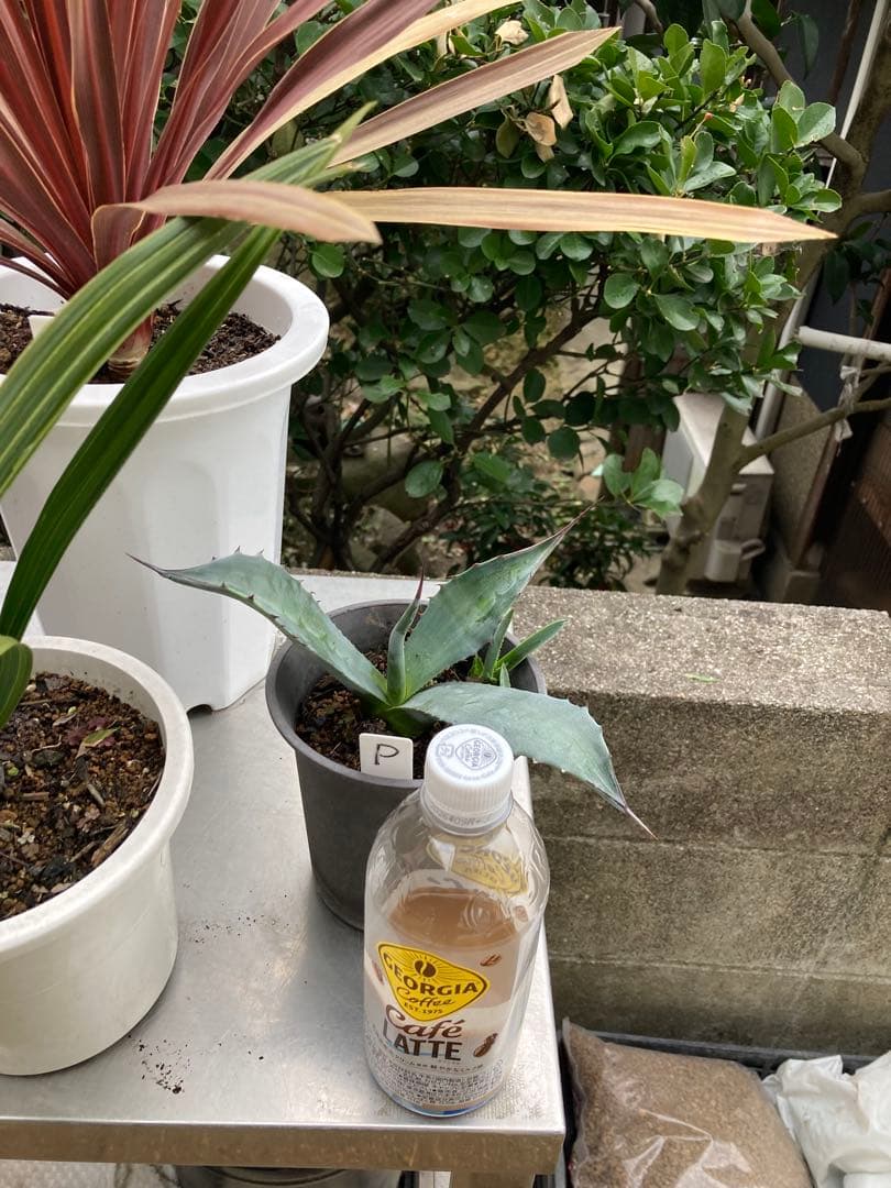 ドライガーデンＰセット鉢ごと配送致します。