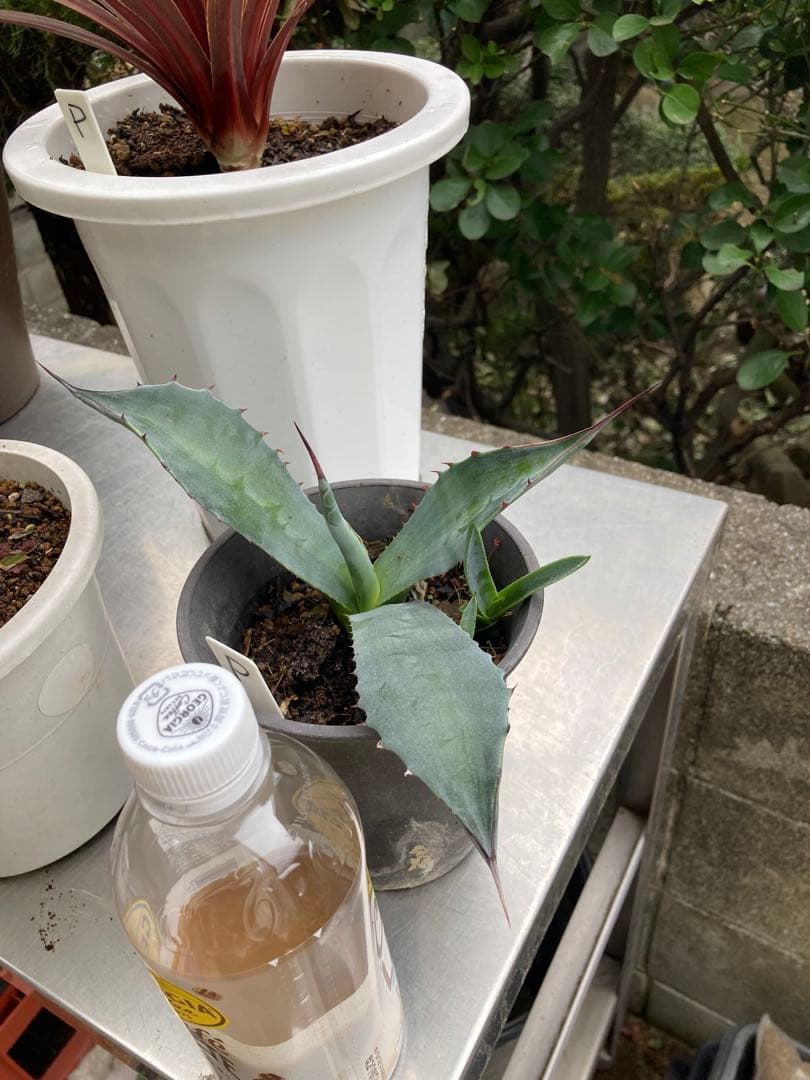 ドライガーデンＰセット鉢ごと配送致します。