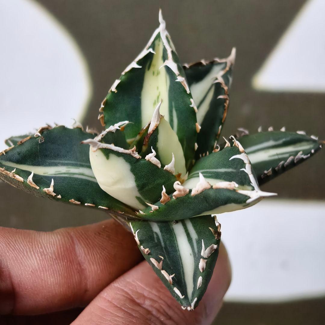 828【上澳園芸】 アガベ チタノタ 狼人錦 安定錦 白中斑