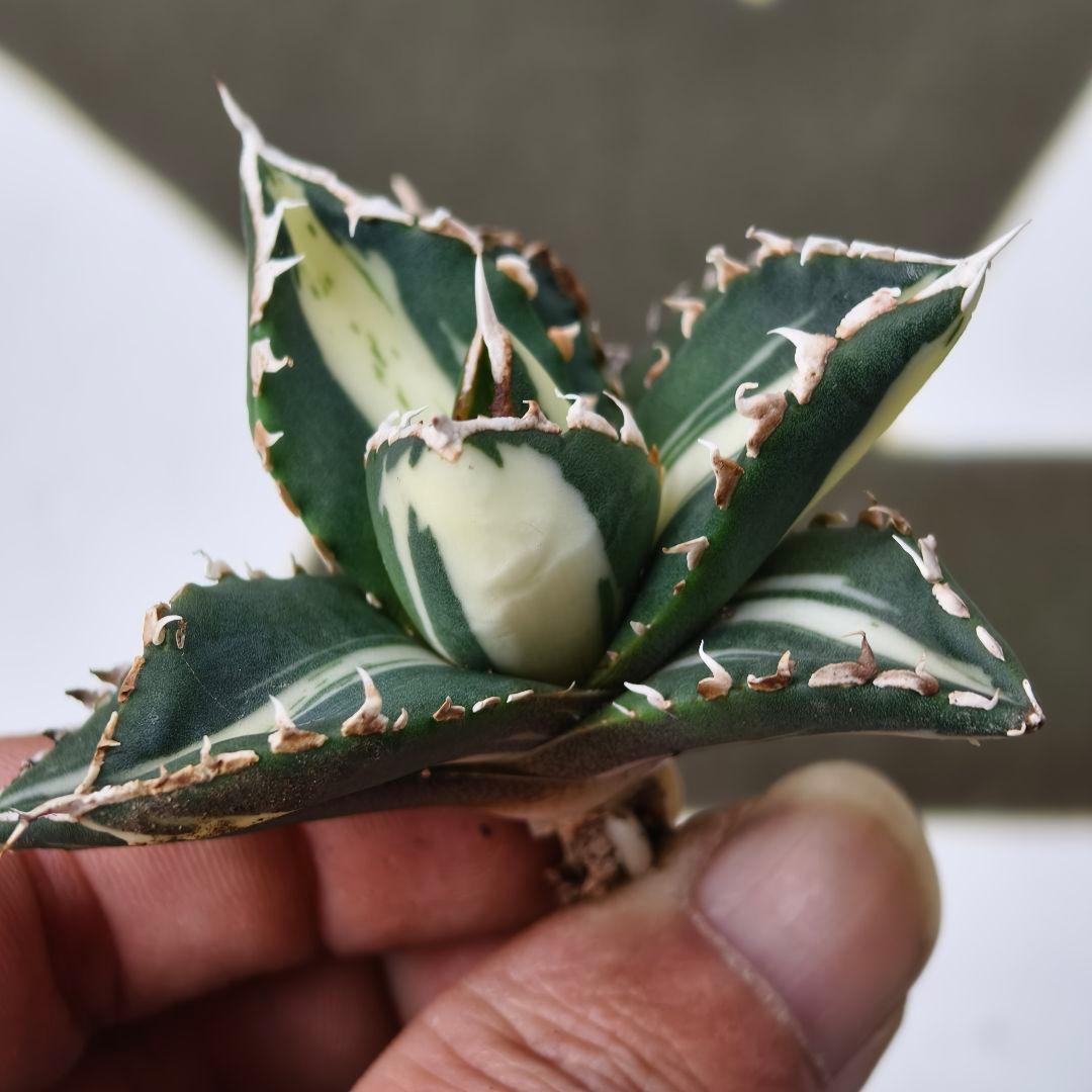 828【上澳園芸】 アガベ チタノタ 狼人錦 安定錦 白中斑