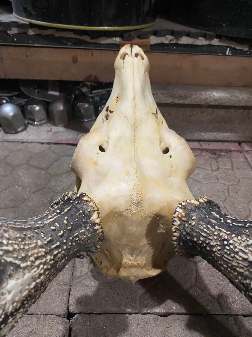 し*け様 蝦夷鹿hunting trophy（deer skull）