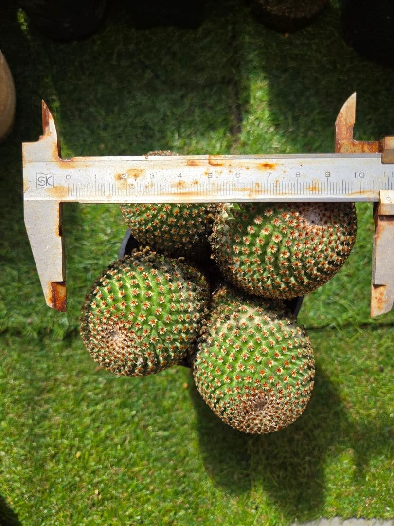 サボテン　マミラリアクルシゲラ 国内　実生 塊根植物