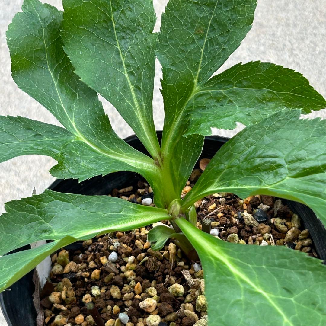 クリスマスローズ 開花実績株 DDアンティークピンク