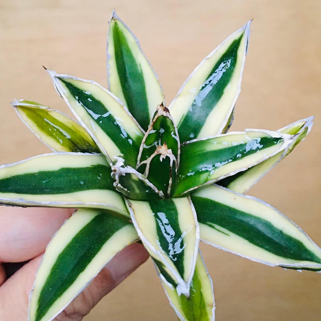 【稀少】6 笹の雪錦 クリーム覆輪斑 短葉 TC株 アガベ ビクトリアレジーナ