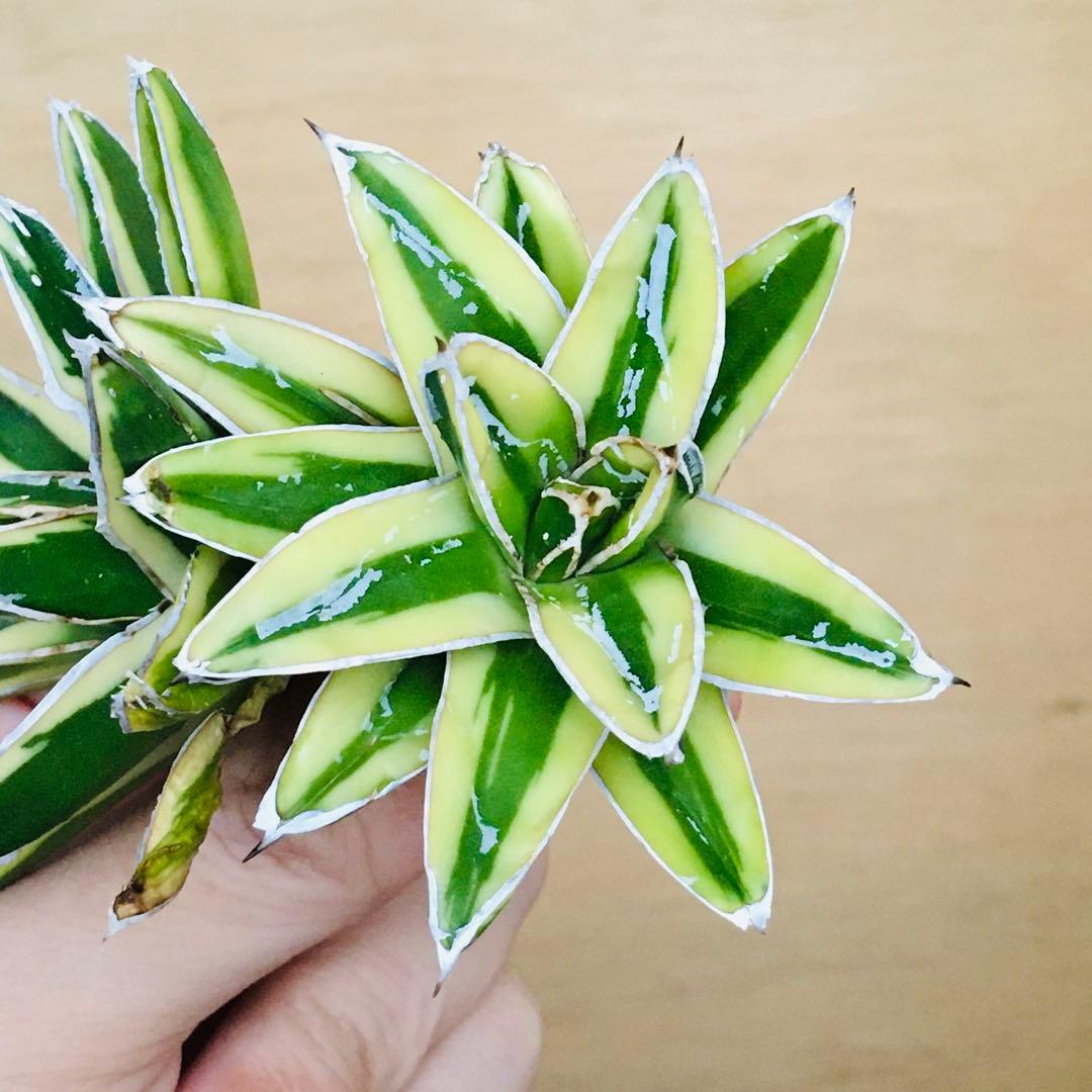 【稀少】6 笹の雪錦 クリーム覆輪斑 短葉 TC株 アガベ ビクトリアレジーナ