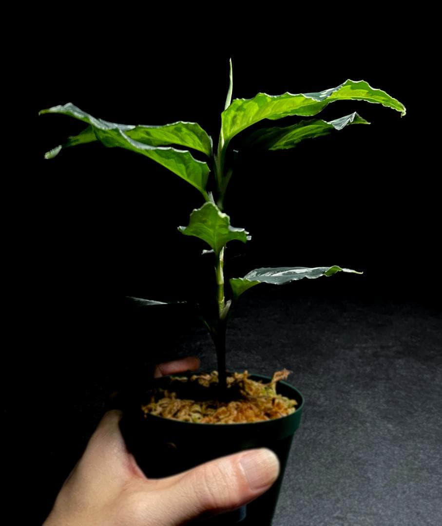 ◆RGL◆ 斑入り 中株 現地便 南スマトラ アグラオネマピクタム マルチカラー