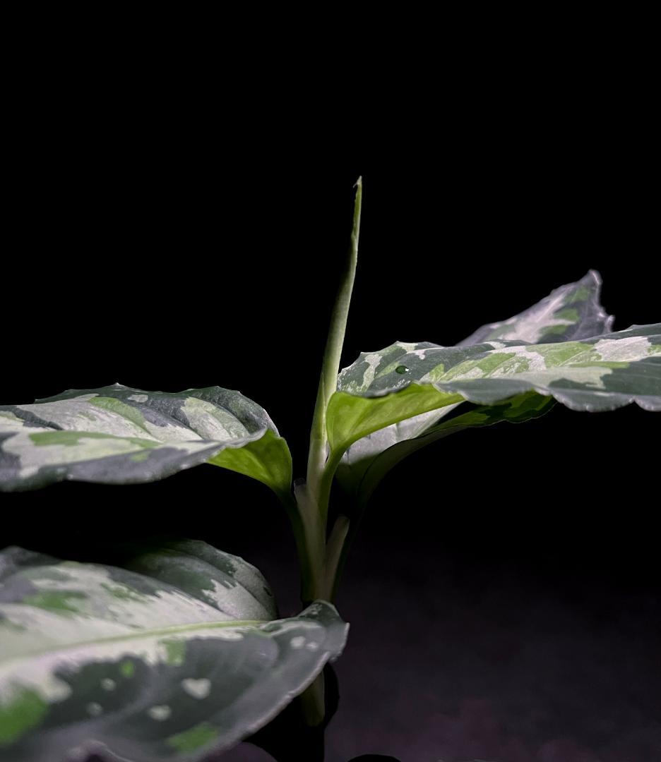 ◆RGL◆ 斑入り 中株 現地便 南スマトラ アグラオネマピクタム マルチカラー