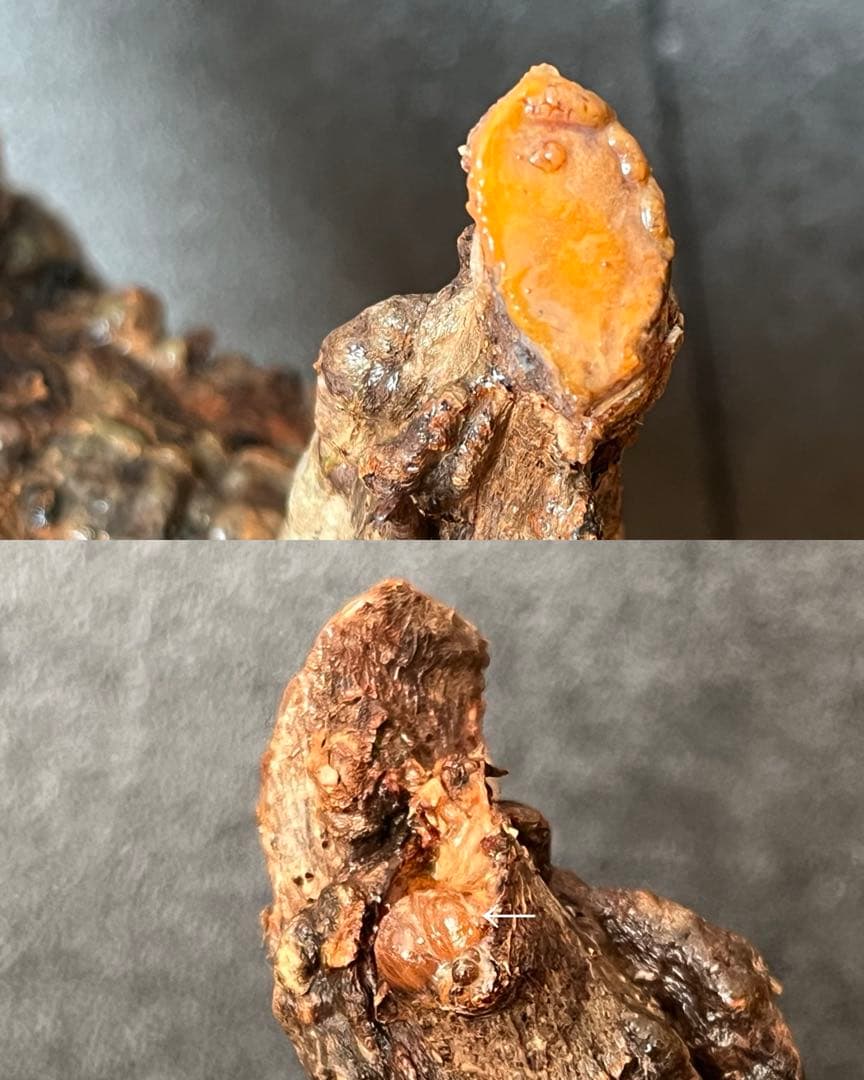 オペルクリカリア・パキプス ぼこぼこ丸株 ベアルート