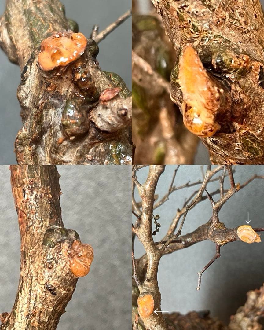 オペルクリカリア・パキプス ぼこぼこ丸株 ベアルート