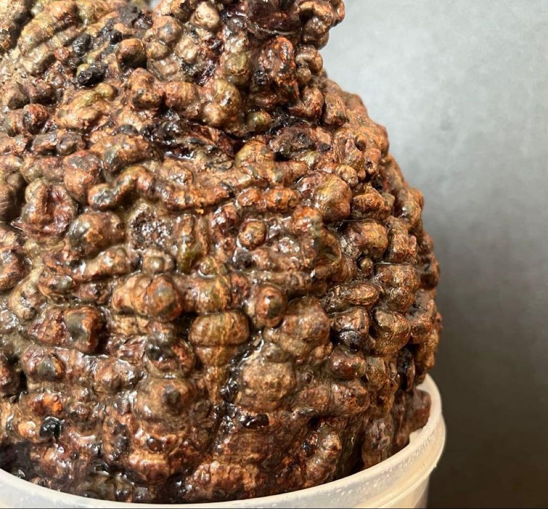 オペルクリカリア・パキプス ぼこぼこ丸株 ベアルート