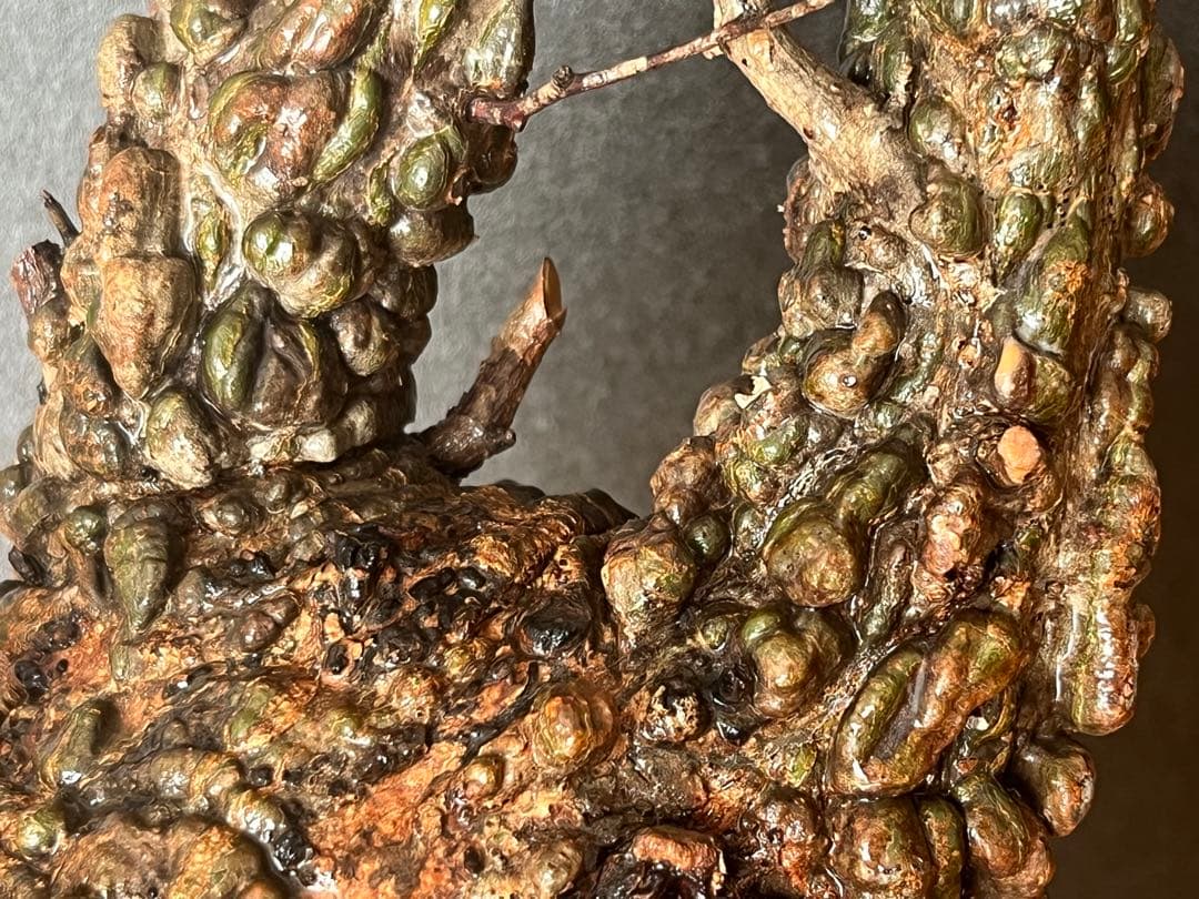 オペルクリカリア・パキプス ぼこぼこ丸株 ベアルート