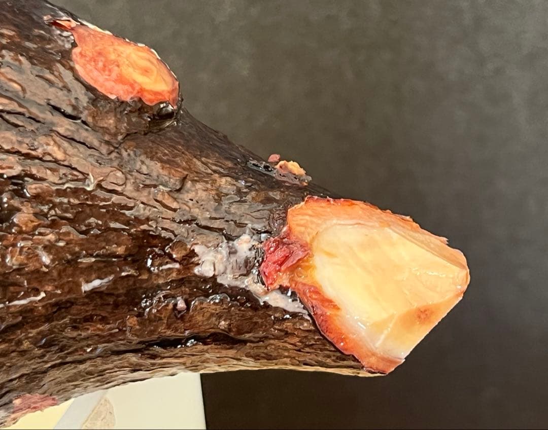 オペルクリカリア・パキプス ぼこぼこ丸株 ベアルート