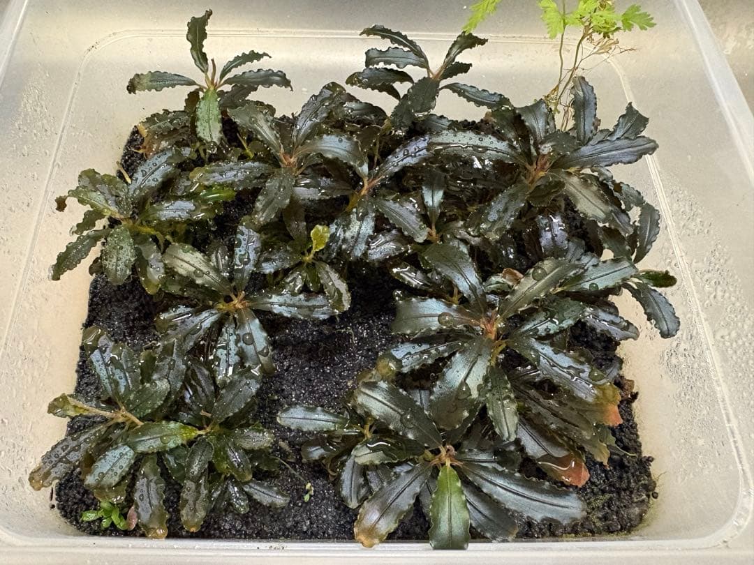 ブセファランドラ クダガン 水上葉 大量